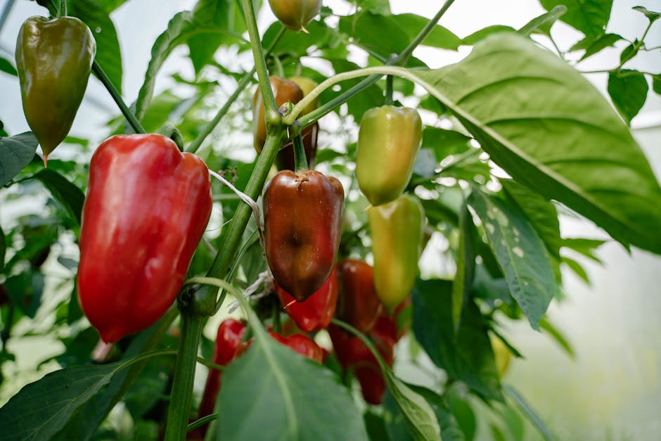 A guide to growing peppers