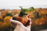 A hand holding a single sprouting potato