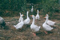 Raising Geese in an Off-Grid Farm