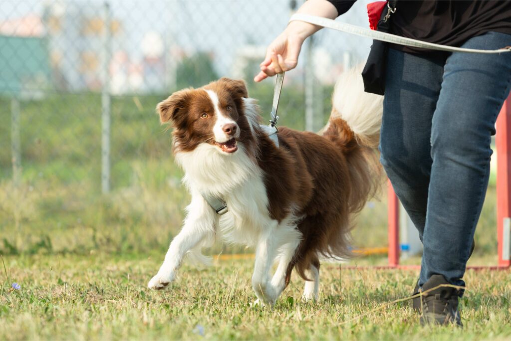 Einführung in den Hundesport