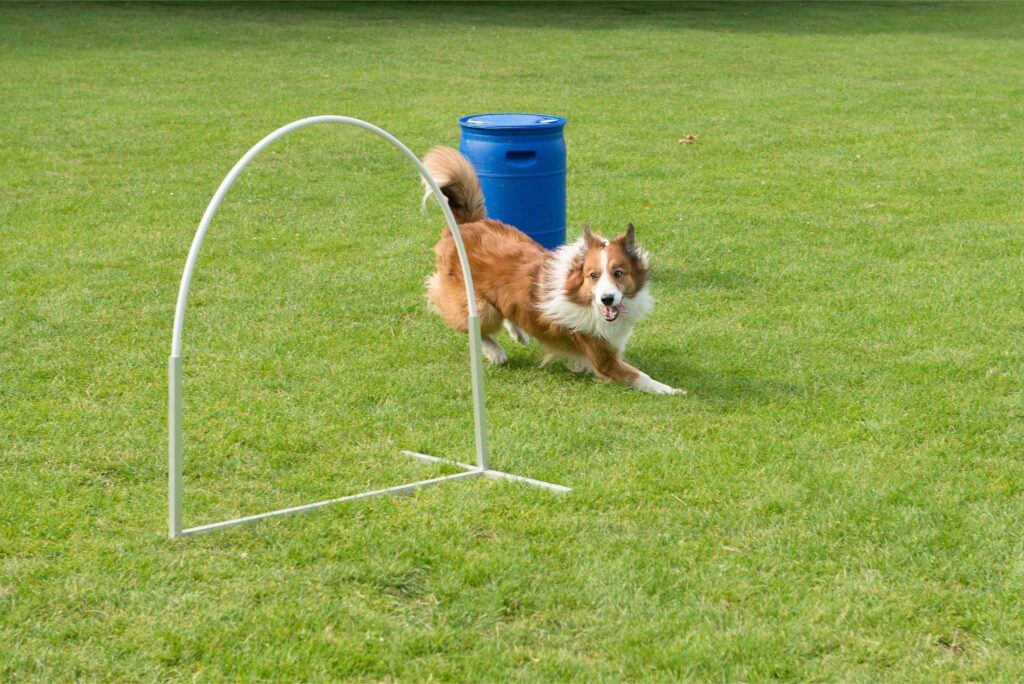 hundesport