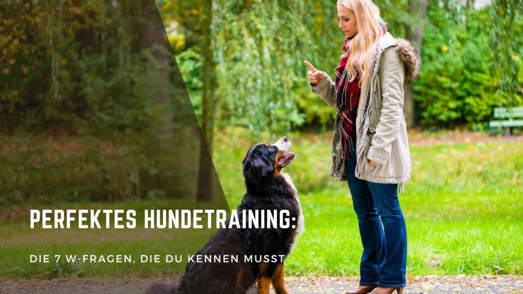 Perfektes Hundetraining: Die 7 W-Fragen, die du kennen musst