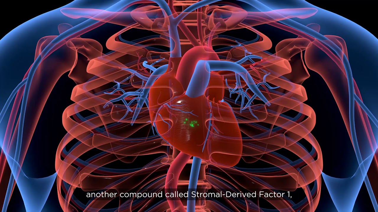 How do stem cells work in the body?