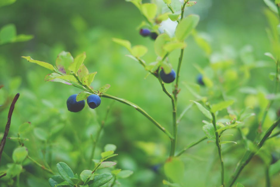 Identifying Edible Wild Plants